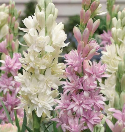 ?Rajnigandha Double Patel Tuberose Bulbs (Pack of 2)