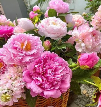 The Queen of Flowers?Peony Flower (Pack of 20)