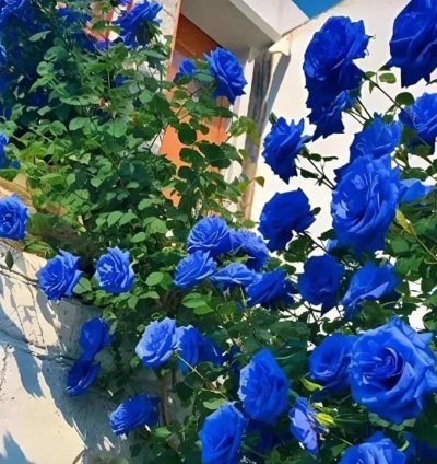 Blue Climbing Rose Seeds